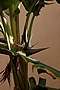 Strelitzia reginae (Canary Islands) IMG_8903 Strelicja królewska